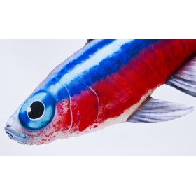 Poduszka dekoracyjna ryba Neon 53 cm maskotka - zdjęcie 2
