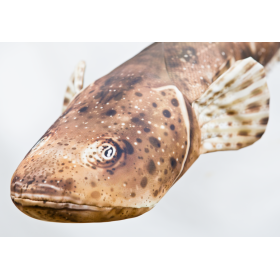 Poduszka dekoracyjna ryba Płaskogłowy 97 cm maskotka - zdjęcie 3
