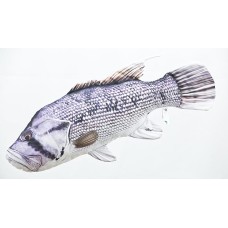 Poduszka dekoracyjna ryba Dhufish 80 cm maskotka
