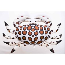 Poduszka dekoracyjna ryba Krab cętkowany 60 cm maskotka