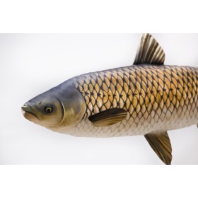Poduszka dekoracyjna ryba Amur 75 cm maskotka - zdjęcie 2