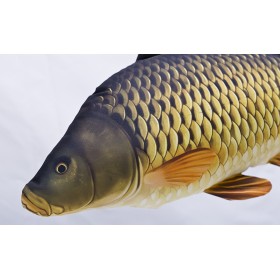 Poduszka dekoracyjna ryba Karp pełnołuski 160 cm maskotka - zdjęcie 2