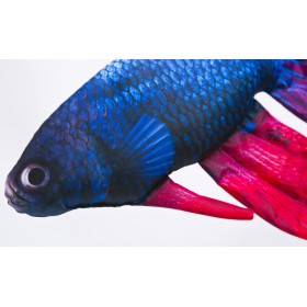 Poduszka dekoracyjna ryba Bojownik 53 cm maskotka - zdjęcie 3