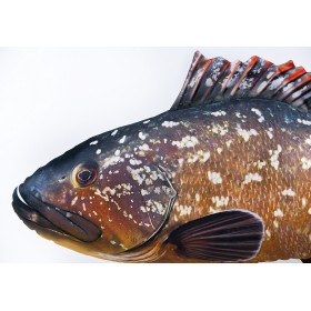 Poduszka dekoracyjna ryba Granik 100 cm maskotka - zdjęcie 3