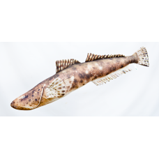 Poduszka dekoracyjna ryba Płaskogłowy 97 cm maskotka