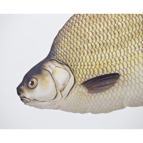 Poduszka dekoracyjna ryba Leszcz 65 cm maskotka - zdjęcie 2