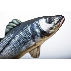 Poduszka dekoracyjna ryba Labrax 70 cm maskotka - zdjęcie 2